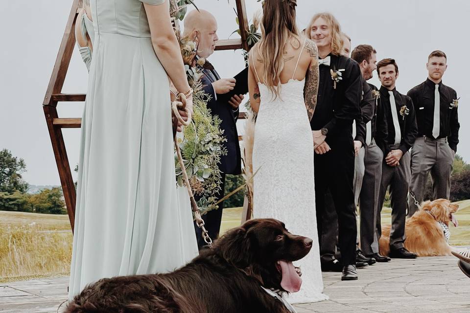 Koda, happy wedding boy