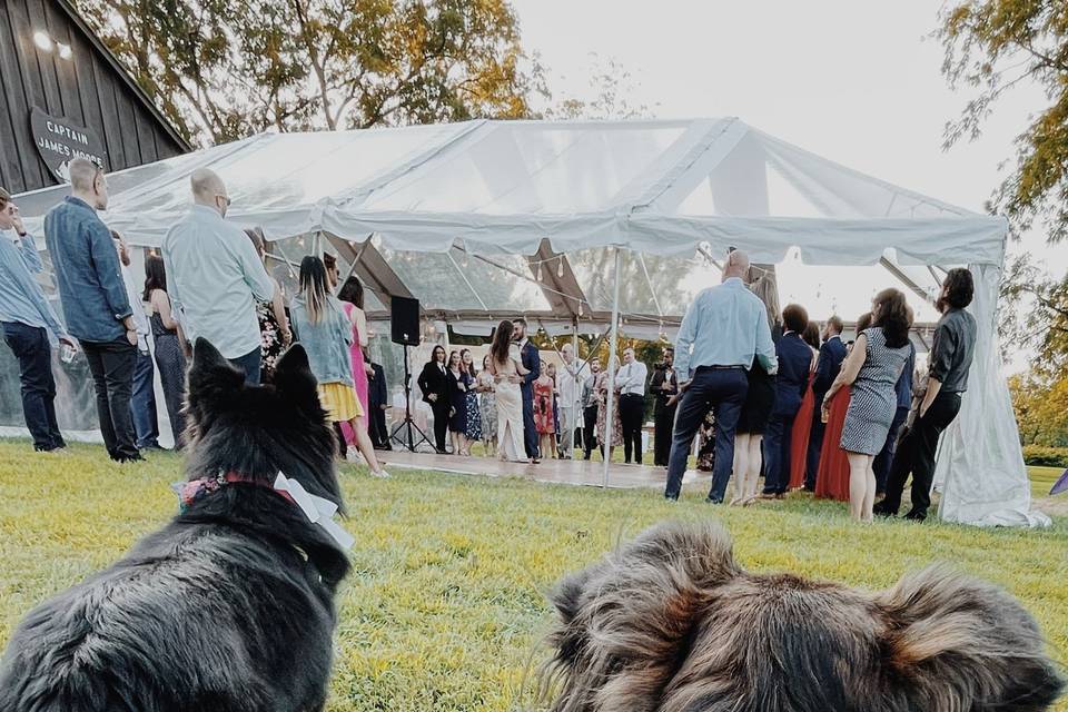The wedding dog perspective