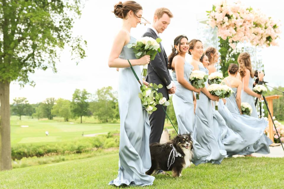 Wedding dog