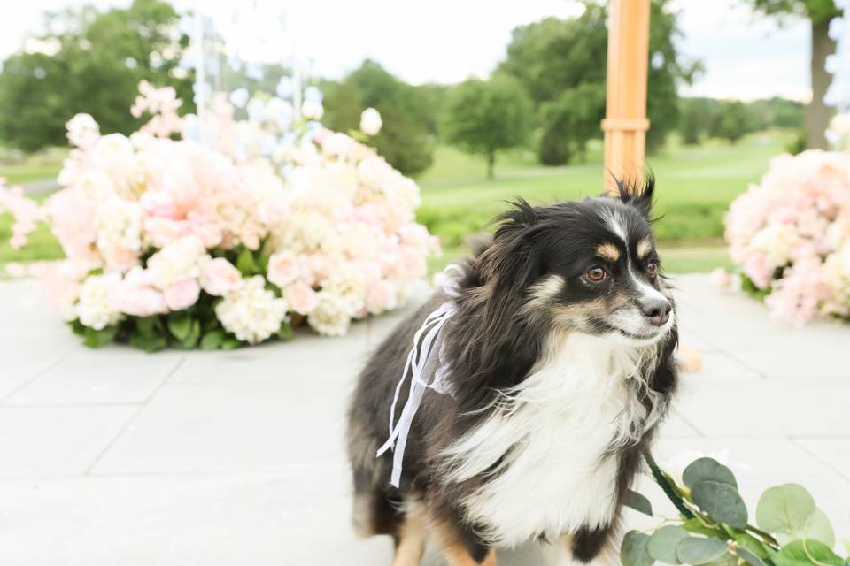 Flower dog at wedding