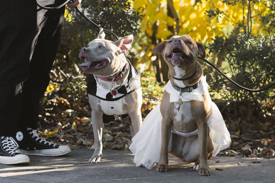 Wedding dog of honor