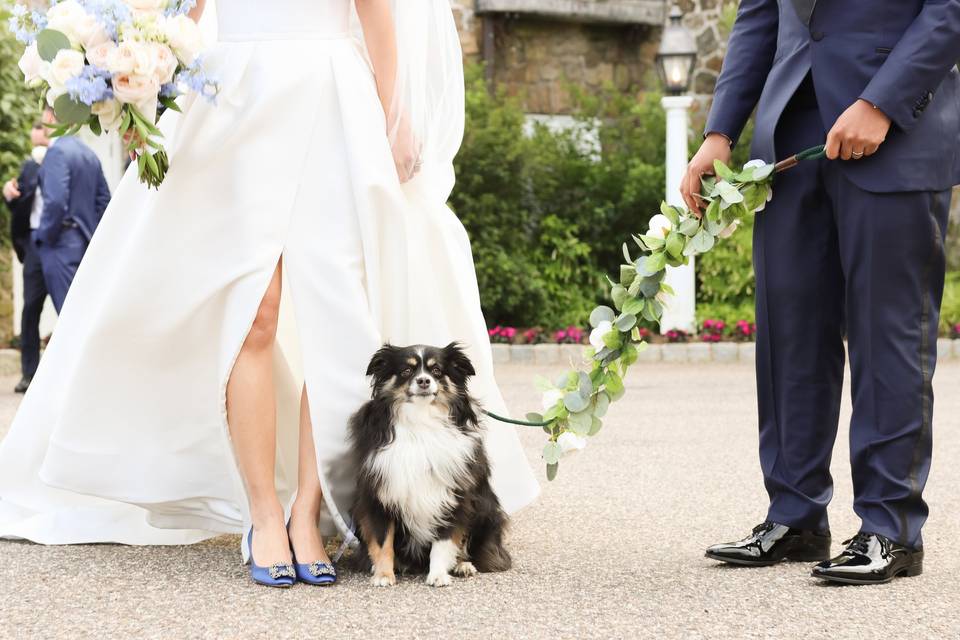 Dog of honor, pippa