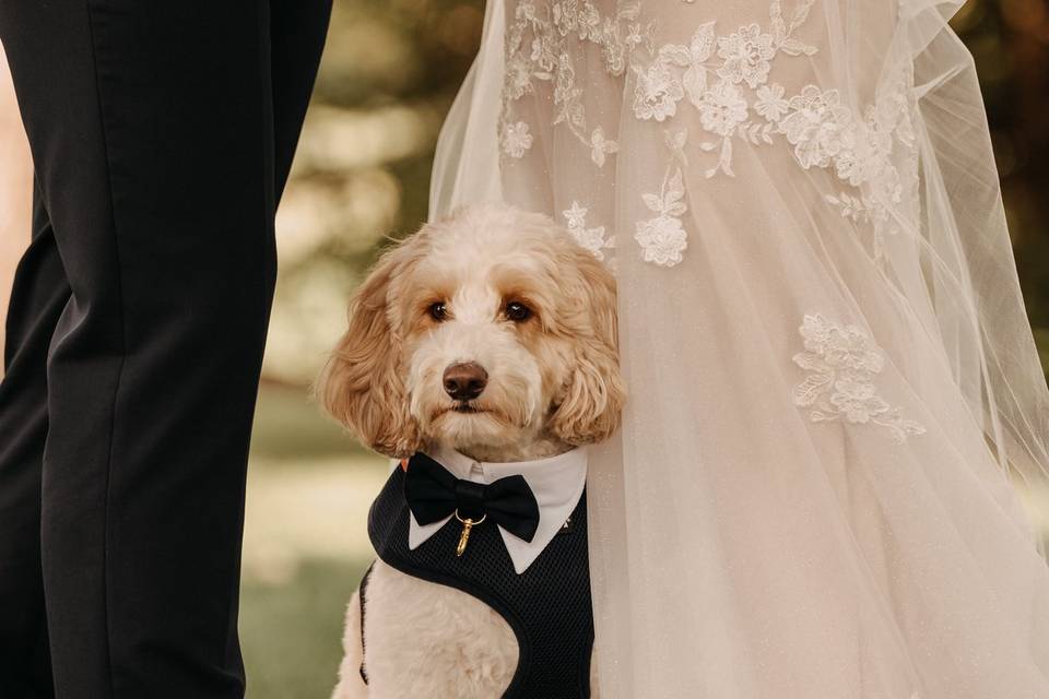 Dog friendly venue