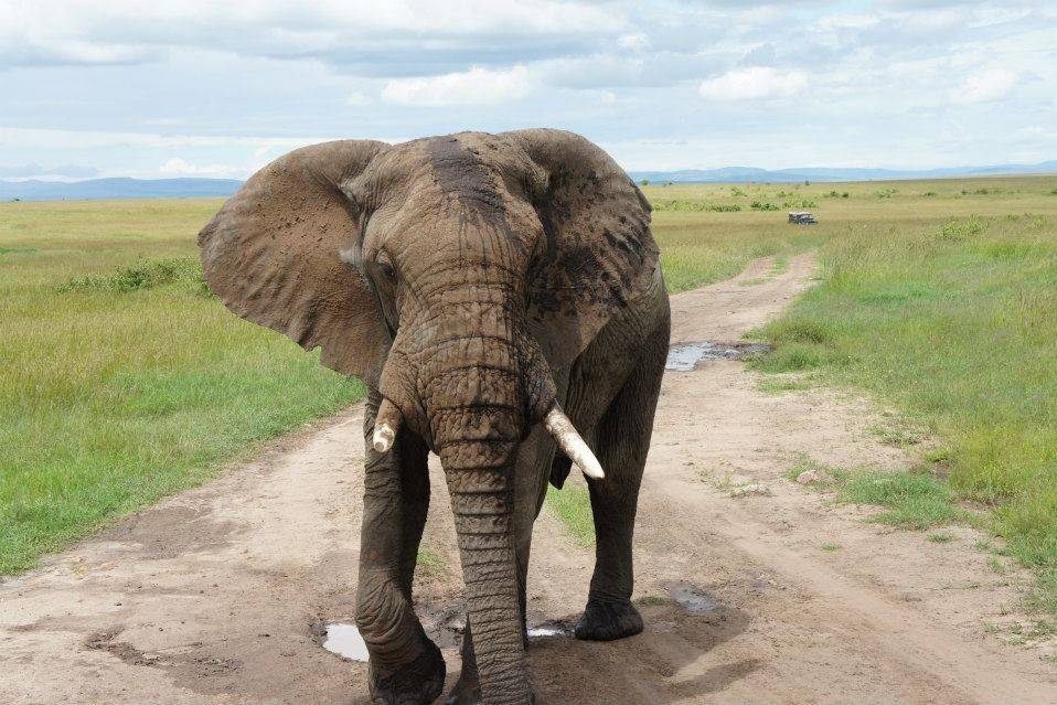 Elephant