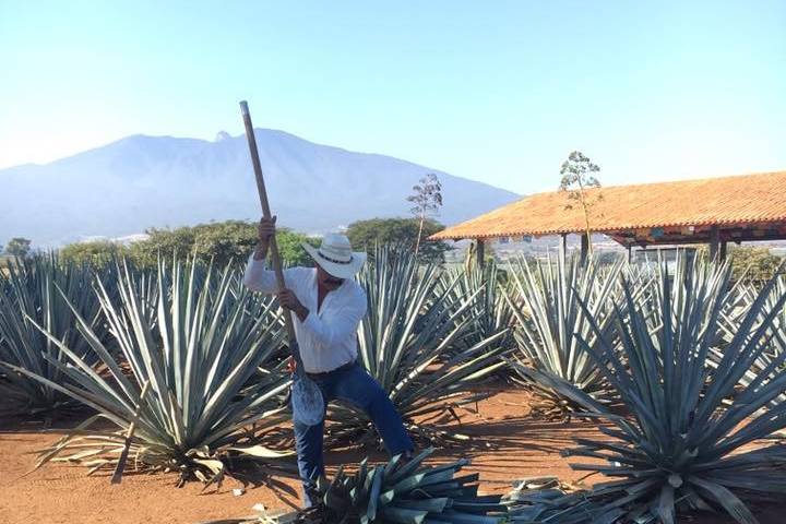 Making tequila