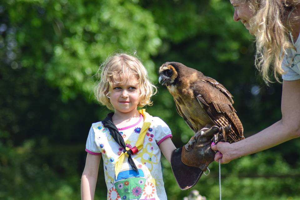 Wing Blade Falconry Events