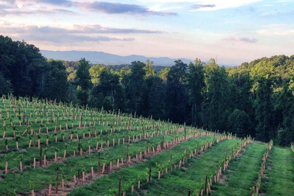 Engelheim Vineyards - Winery & Brewery Wedding Venues - Ellijay, GA ...