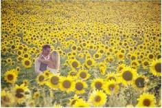 Kansas Sunflowers