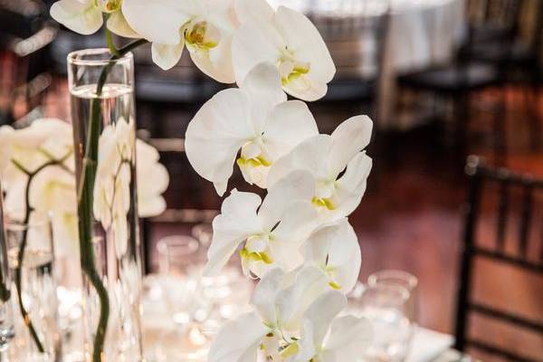 Reception Design- Orchids
