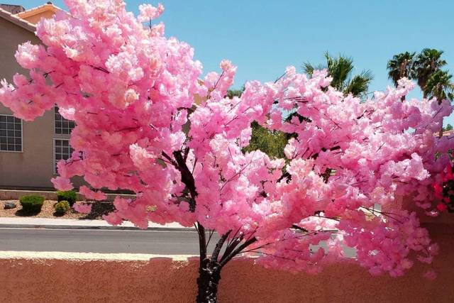 Pink cherry blossom