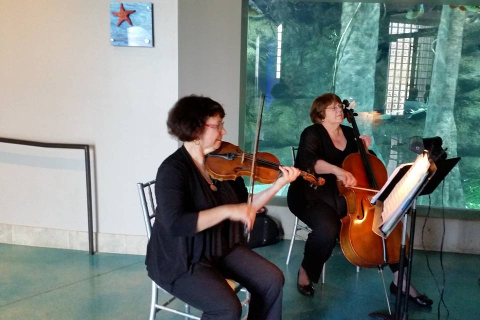 Magic Strings Quartet