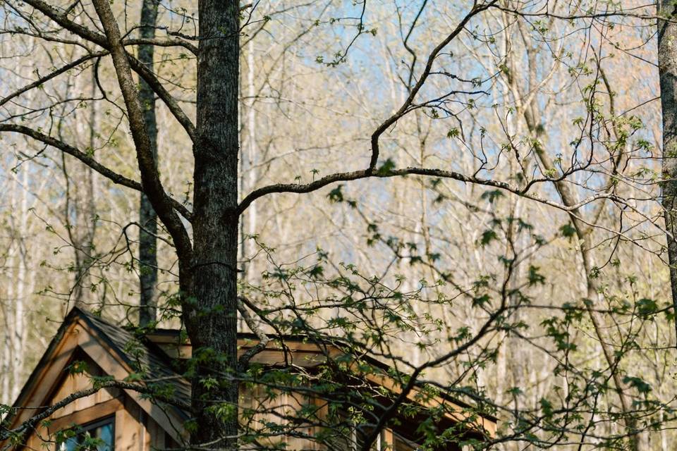 Elopement in the Trees