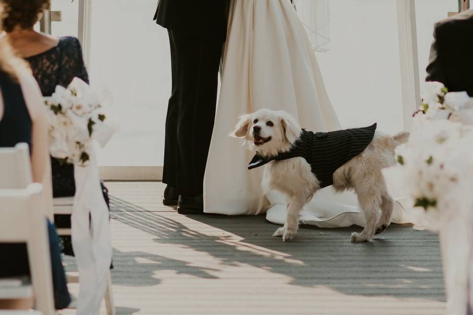 Buffalo Wedding