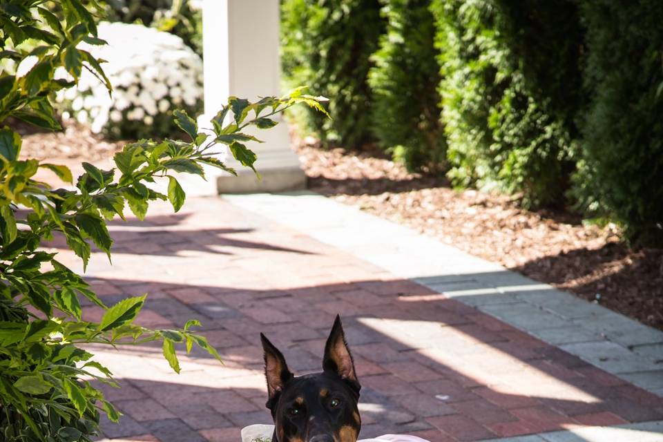 Bridesmaid, Sadie