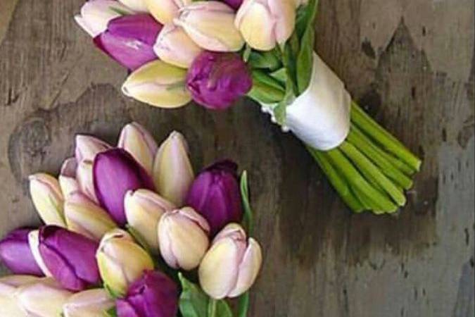 White and lavender tulip