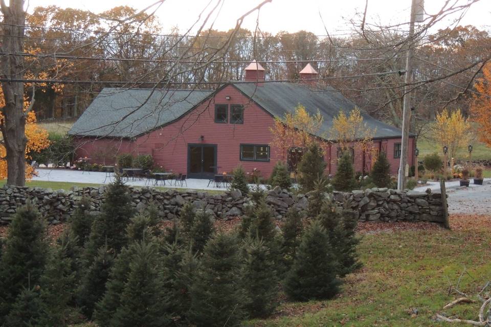 Tree farm backdrop