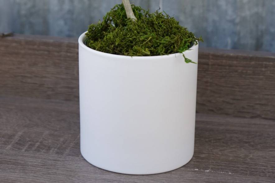 Moss added to planters