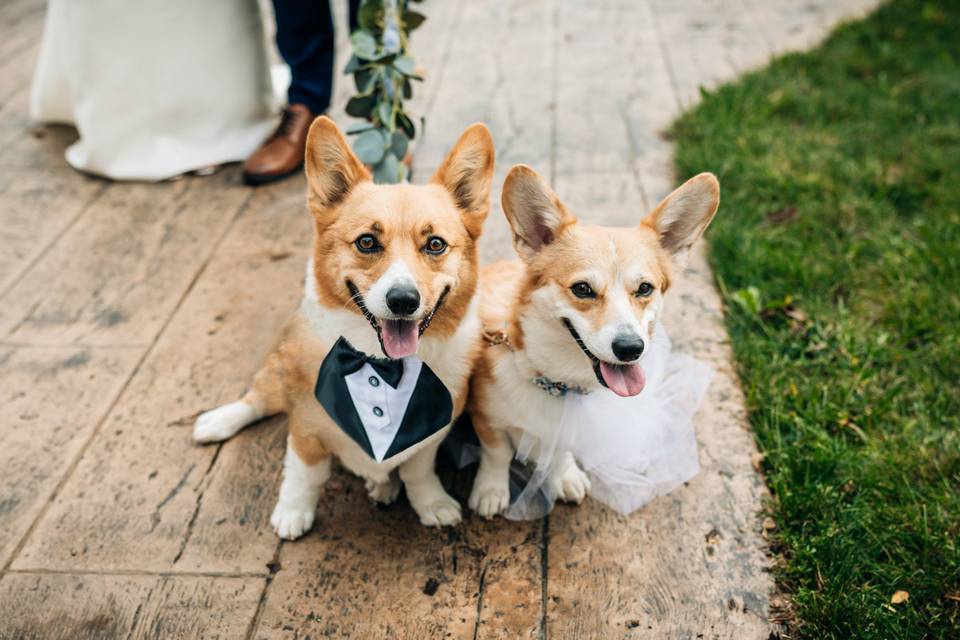 The cutest ring bearers