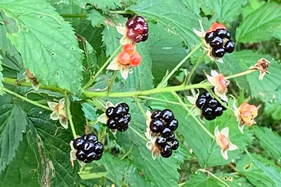 Blackberries