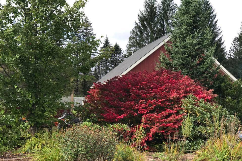 Fall Foliage by Barn