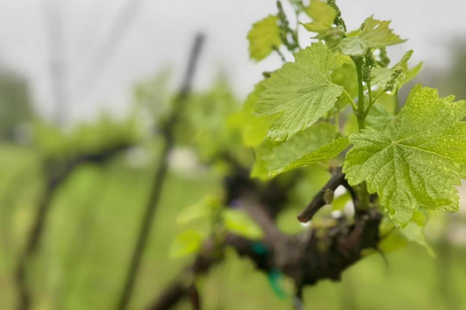 Shawnee Bluff Vineyard