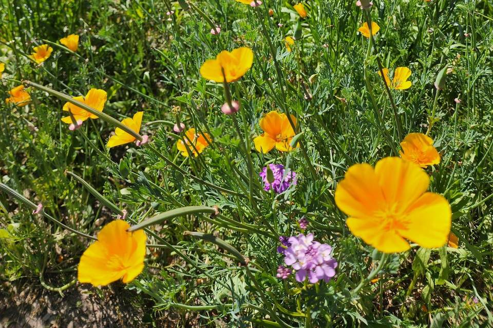 The Wildflower Meadow