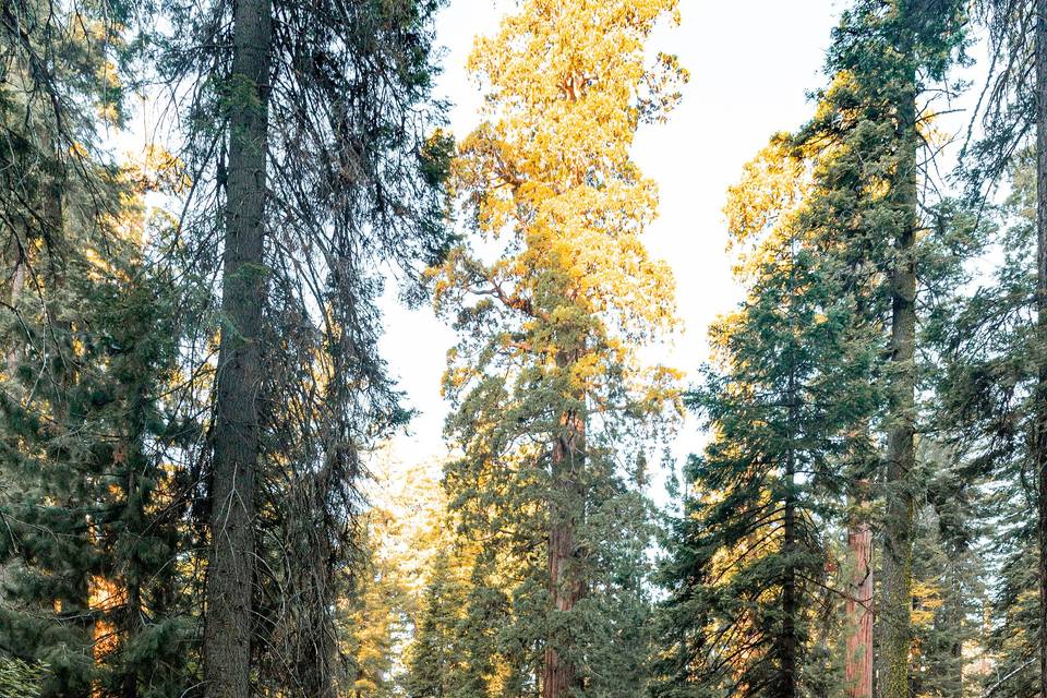 Sequoia Engagement Shoot!