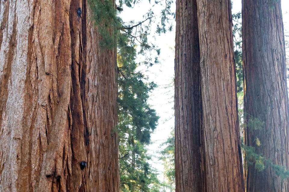 Sequoia Engagement Shoot!