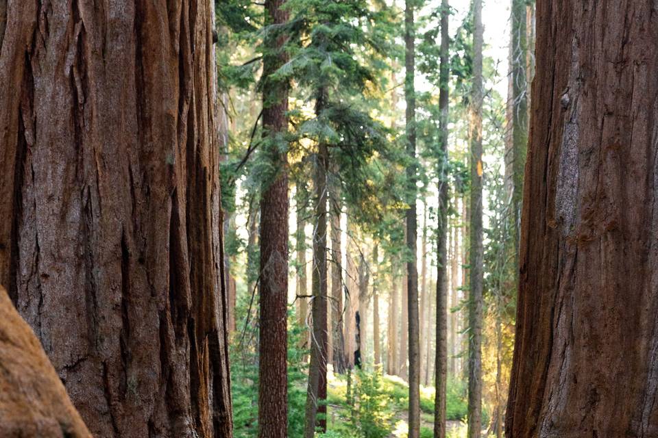 Sequoia Engagement Shoot!