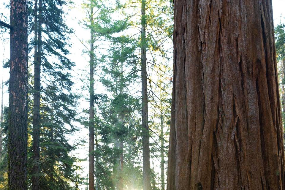 Sequoia Engagement Shoot!