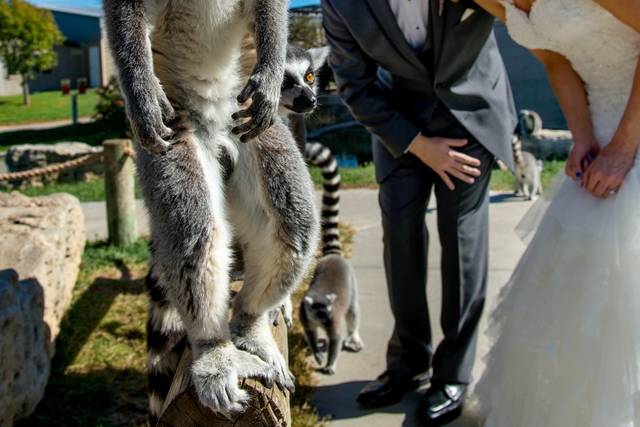 Lemurs are fun!