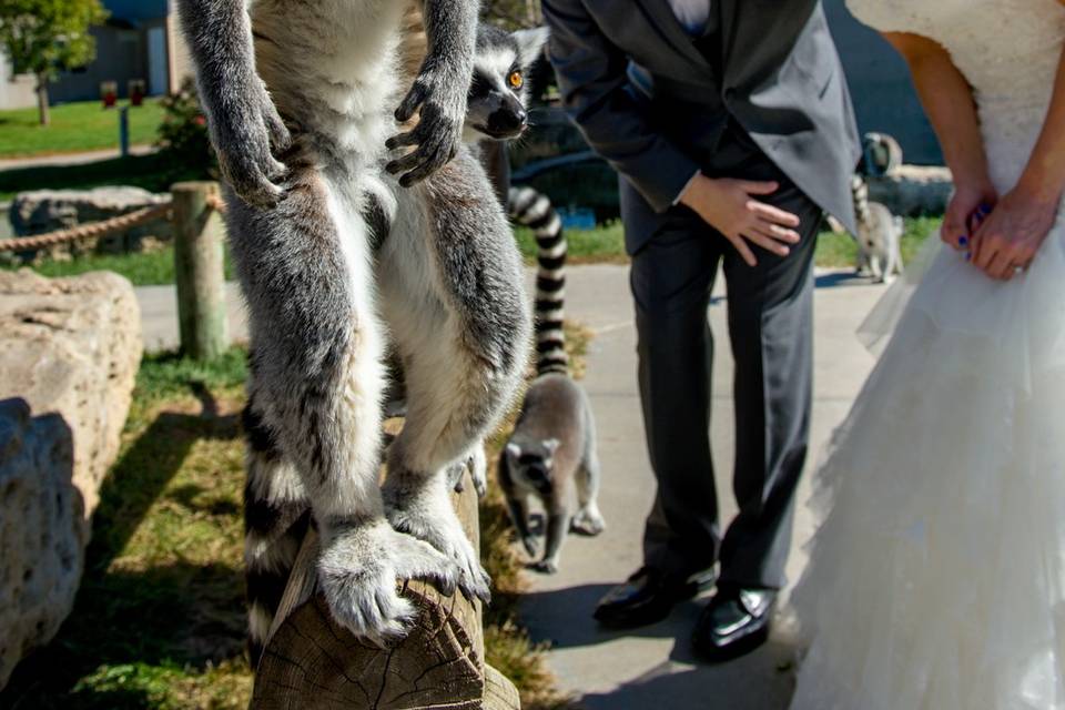 Lemurs are fun!