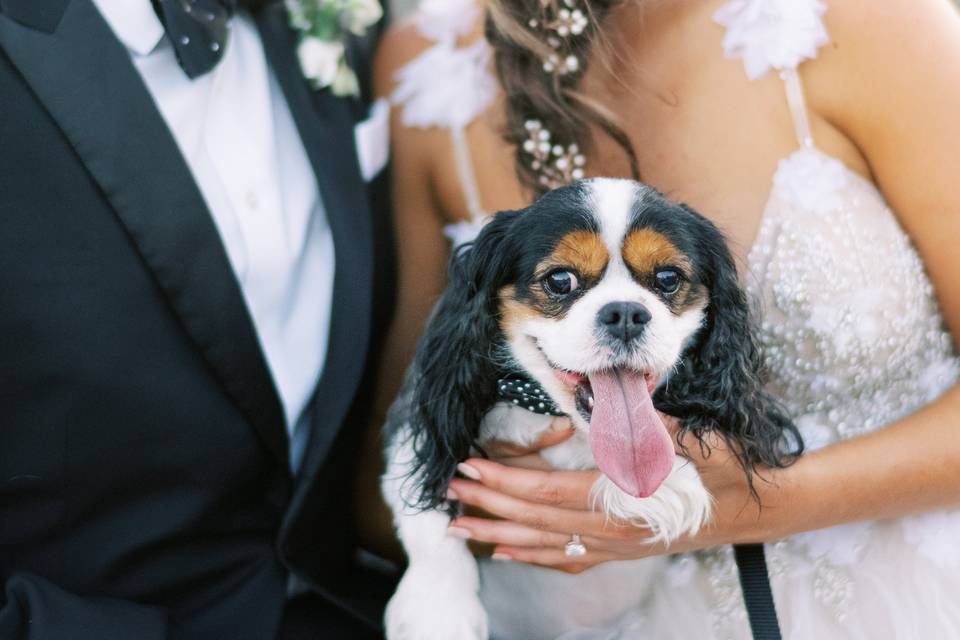Wedding Couple with their Dog