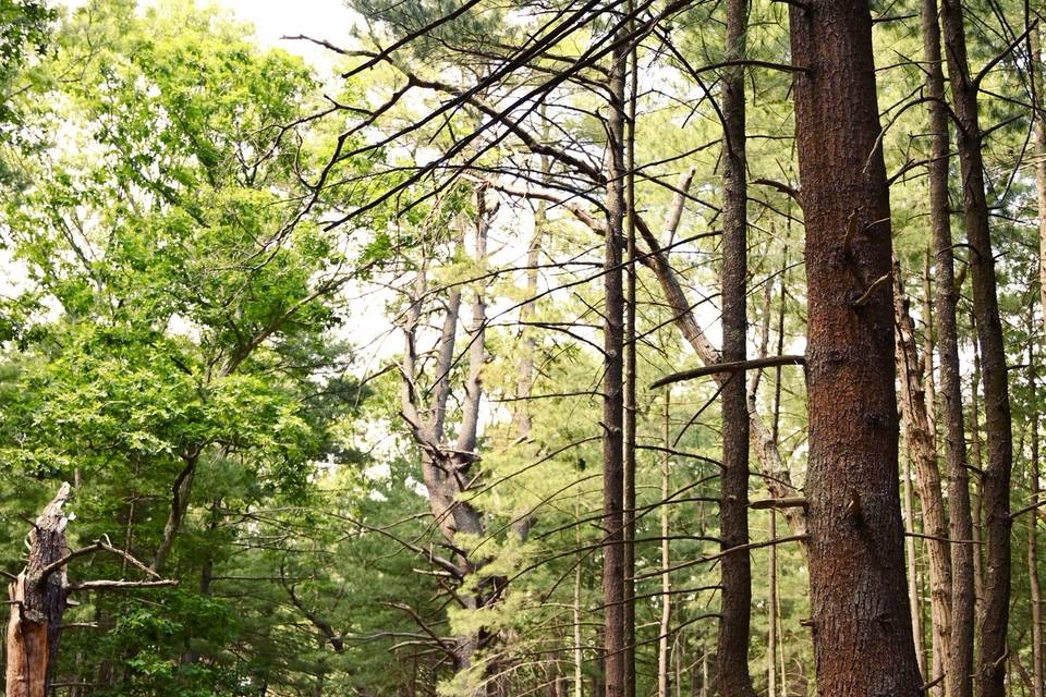 Prosser Pines