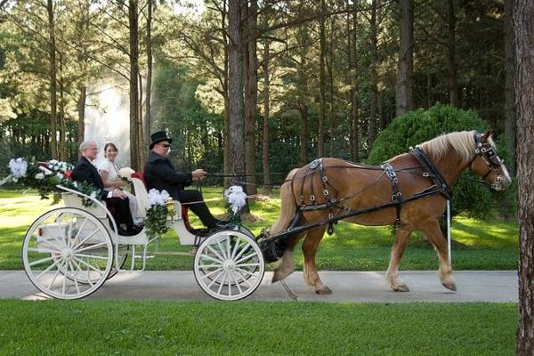 Bubba and Victoria horse drawn carriage