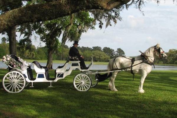 Limo Horse Carriage - Houston Oaks