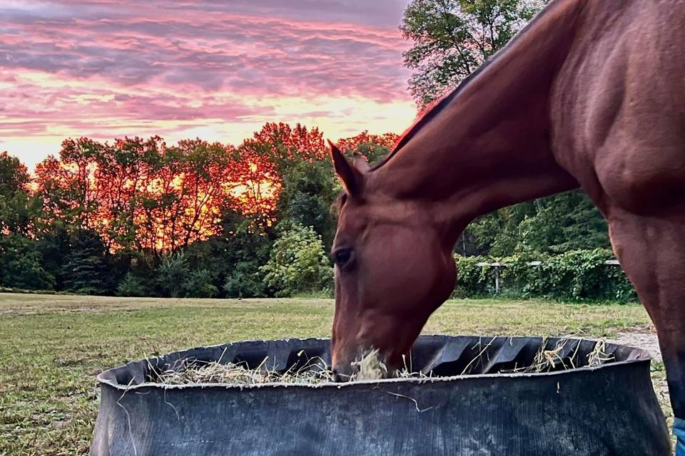 Beautiful horses