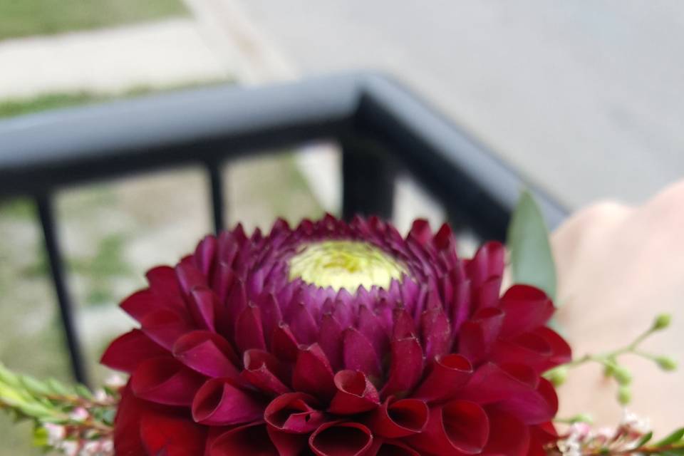 Dahlia and waxflower corsage