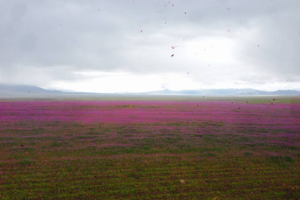 Purple fields