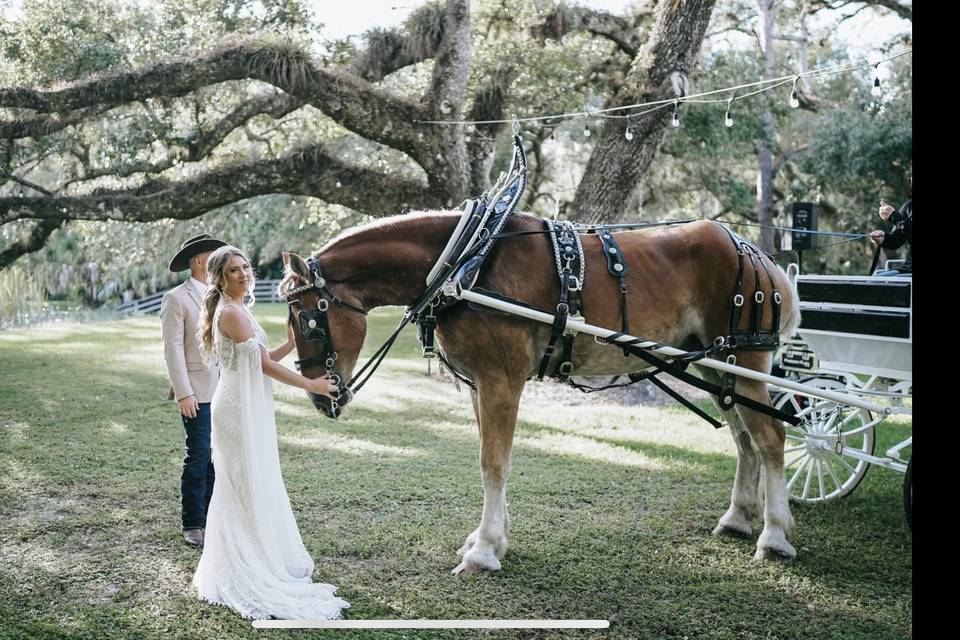 Bride and draft horse