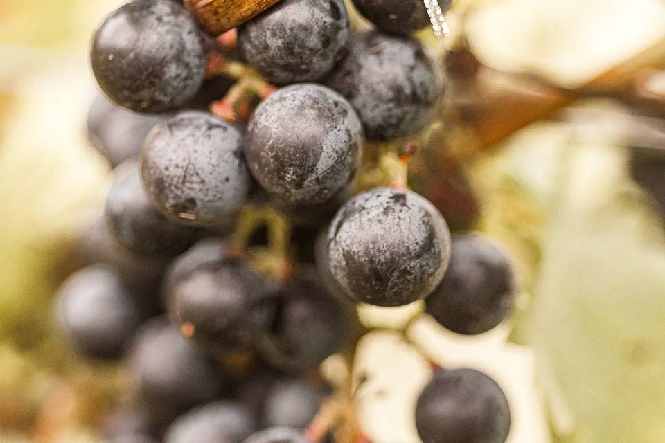 Rings on grapes at vinyard