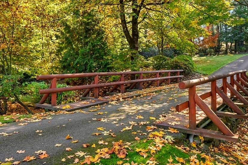 The bridge in fall