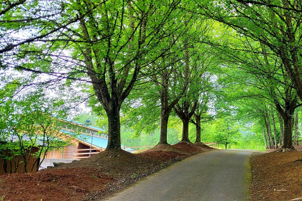 The umbrella of green