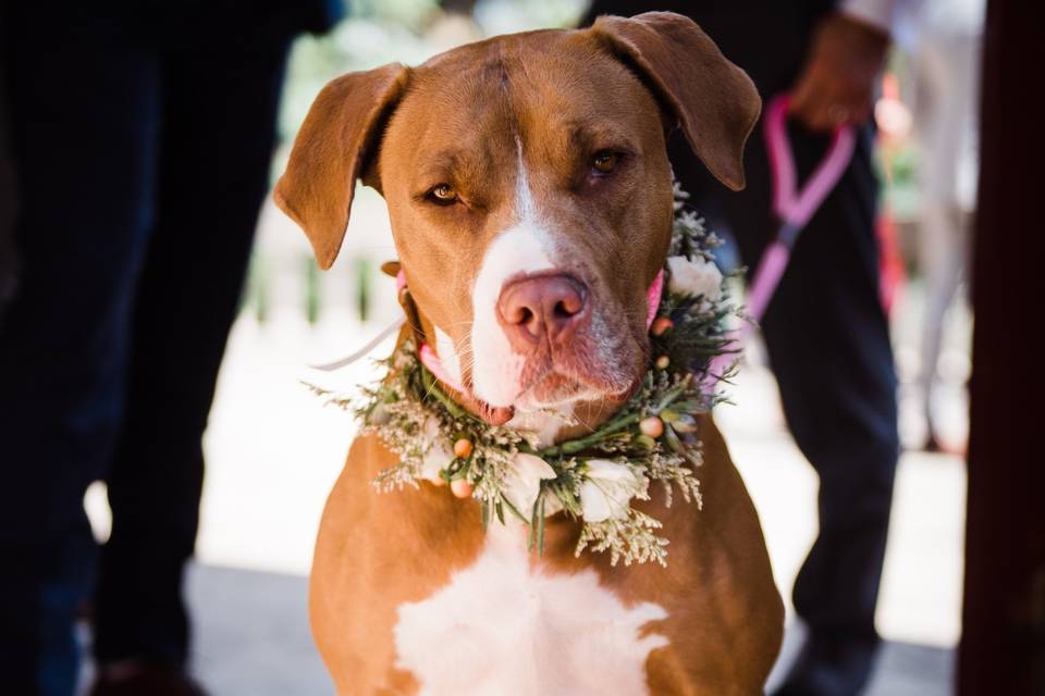 Dog Florals