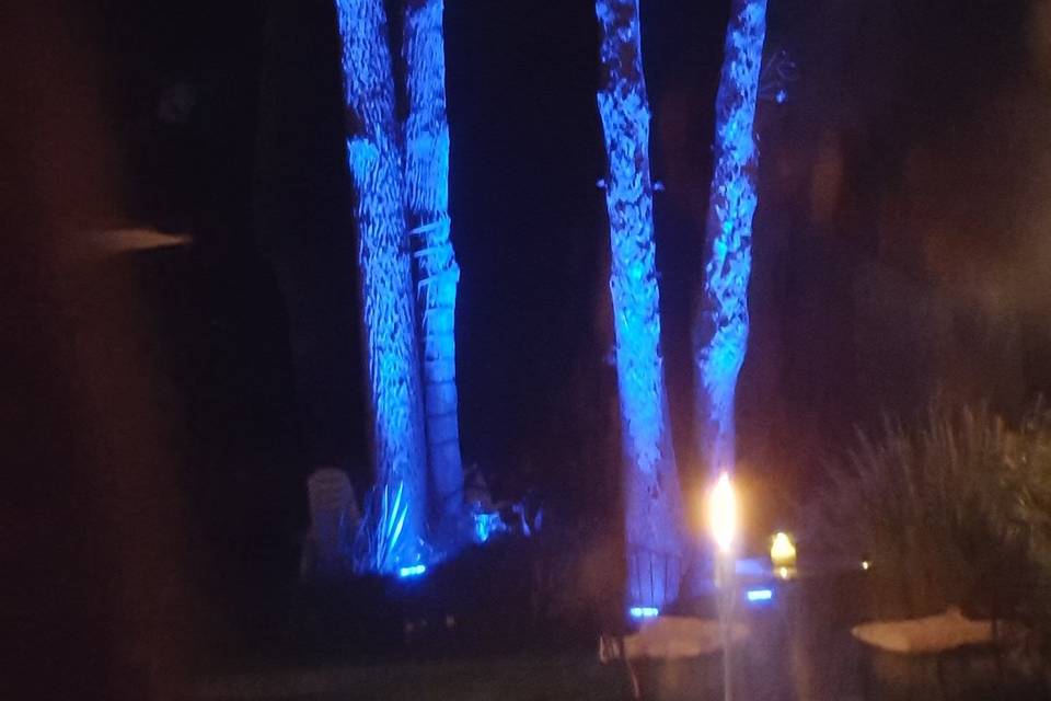 Illuminated trees