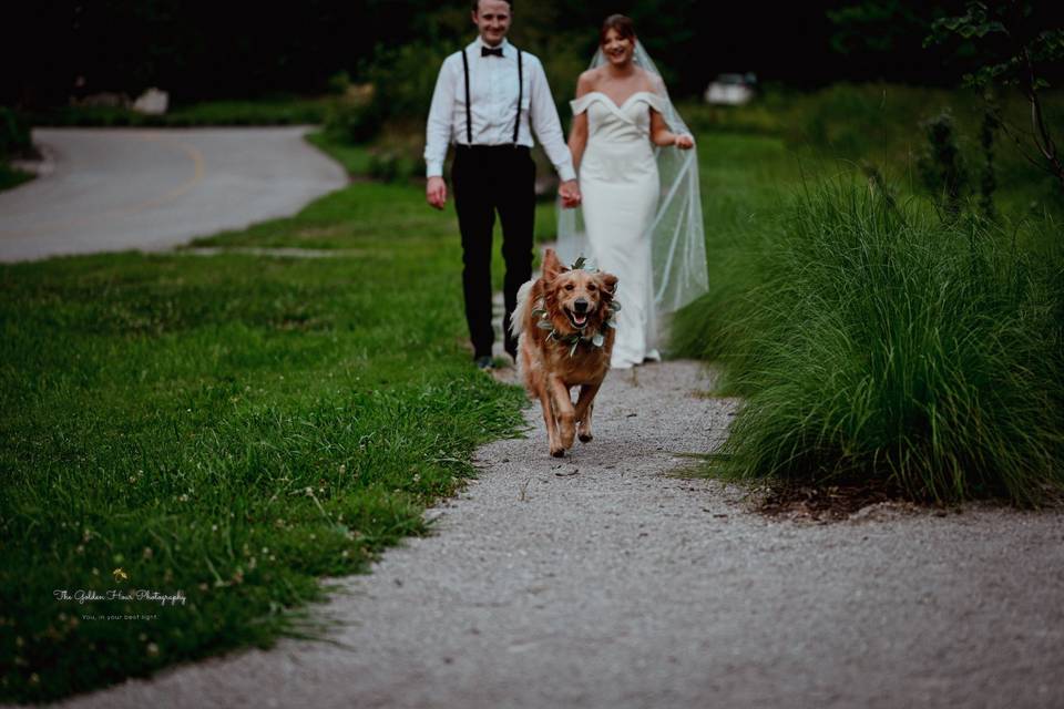 Wedding doggo