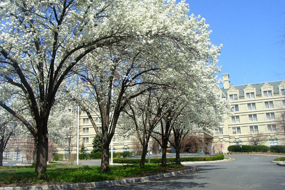 White leaves