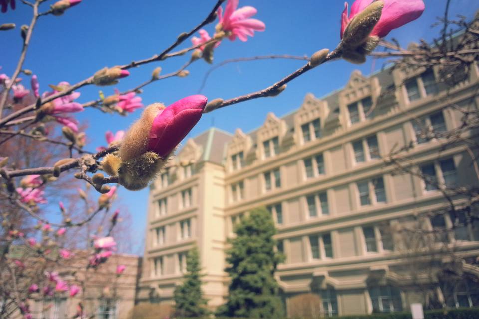 Cherry blossoms