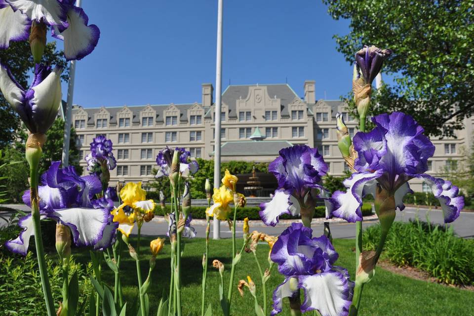 Purple and yellow flowers