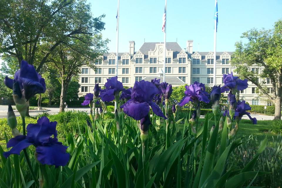 Blue-violet flower